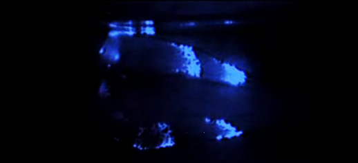 pattern-fish-2.jpg