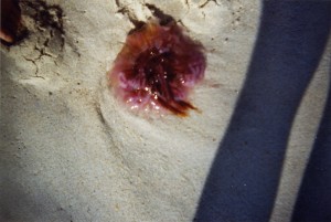 jellyfish